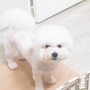 상모동물병원 네이버블로그