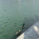 주은마트 | 호수 속 애진한 주은이들 in 워싱턴