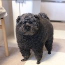 댕댕이미용 이미지