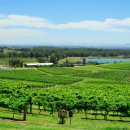 피쉬헌터 | 시드니 헌터밸리 와이너리 투어, 와인 초보도 반할 만한 솔직 후기