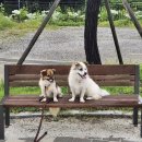 동네강아지 이미지