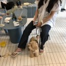 폰드(FOND) 이미지