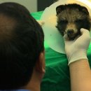 강원대학교 야생동물구조센터 이미지