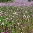 구절초가는길 이미지