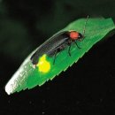 반딧불이 이미지