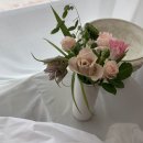 체리쉬독 이미지