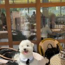 집에서 즐기는 브런치(5월 모집) | [인천/청라] 판썸ㅣ반려견 동반 브런치 카페ㅣ하임이와 함께 테라스에서 즐기는 브런치