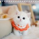 강남고양이분양 나비캣 이미지