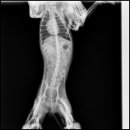 동주동물병원 이미지