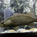 쏘가리네 이미지