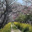 27년3월27일-28일(1무1박3일) 벚꽃 절정의 대마도(일본 쓰시마) 이미지
