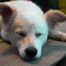 미소로동물병원 이미지