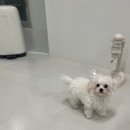 그루밍츄 이미지