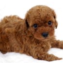 뽀글뽀글 이미지