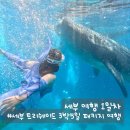 (주)지이투어 | 3박 5일 패키지 여행 1일차 : 오슬롭 고래상어 투어, 투말록 폭포, 모알보알 스노쿨링, 트리쉐이드...