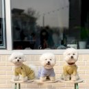 하울픽스 네이버블로그