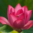 경주연꽃단지 이미지