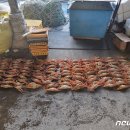 동해-단속-28 이미지