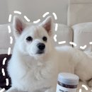 사슴문구 | 강아지 다이어트 간식 추천 제로트릿 뉴질랜드 사슴 강아지 저칼로리 간식 후기