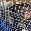 칠원119안전센터 | 경남 함안 불독, 함안 불독, 칠원119안전센터…앞 애처로운 눈빛의 자견! 새 가족을 기다립니다따뜻한...