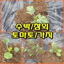 (텃밭) 참외,수박,토마토,가지,오이등 모종 심기 이미지