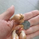 (마감완료)쪽파씨종자 남은수량 내놓아요...(1kg=*000원) 이미지