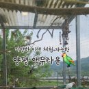 앵무타운 이미지