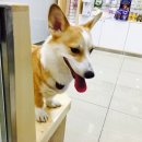 하루동물병원 이미지