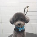 해피퍼피 미용실 이미지