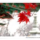 여우단장 - 안성시 | 여우단장