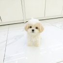 강아지분양 꽃강아지 중랑점 | 소중한 가족을 원하신다면 서울강아지분양 꽃강아지중랑점 강아지분양