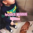 강아지 이모 이미지