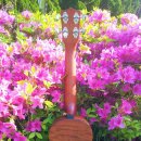 [25-3] 장폴 우쿨렐레 이미지