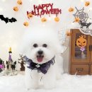 #아름답개 이미지