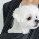 포근한강아지 이미지