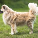 젤리펫살롱 이미지