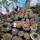 인수다육 이미지