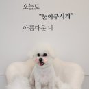 눈이부시개 이미지