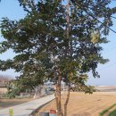 삽시도통나무펜션 이미지