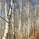 자작나무숲 주차장 | 국내겨울여행코스 가볼만한곳 청송 자작나무 명품숲 가는길 주차장 추천 후기