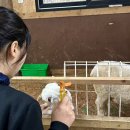 백마농장 | 힐링 제대로 하고 온 제주 길감팜랜드 동물 체험 후기