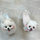 개좋다냥 이미지