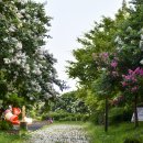 삼산건강공원(삼산교통공원 옆) | [인천 삼산교통공원] 흰배롱나무꽃 활짝 핀 풍경