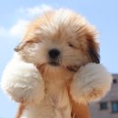 쭈니살롱 이미지