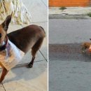 배달이좋다 이미지