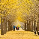 은행나무 이미지