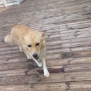 러브독 애견스쿨 이미지