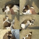 화정동단독주택단지 이미지