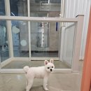 예쁘개 미용 | 동탄 애견미용샵 오늘도예쁘개 방문 후기, 만족도 최고