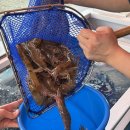 아리랑통닭 이미지